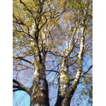 Kaseõite gemmaekstrakt-Betula pubescens amenti 