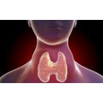 Щитовидная железа и L-Thyroxin